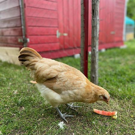 Ferienwohnung Alma Pflach Exteriör bild