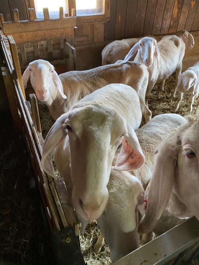 Ferienwohnung Alma Pflach Exteriör bild