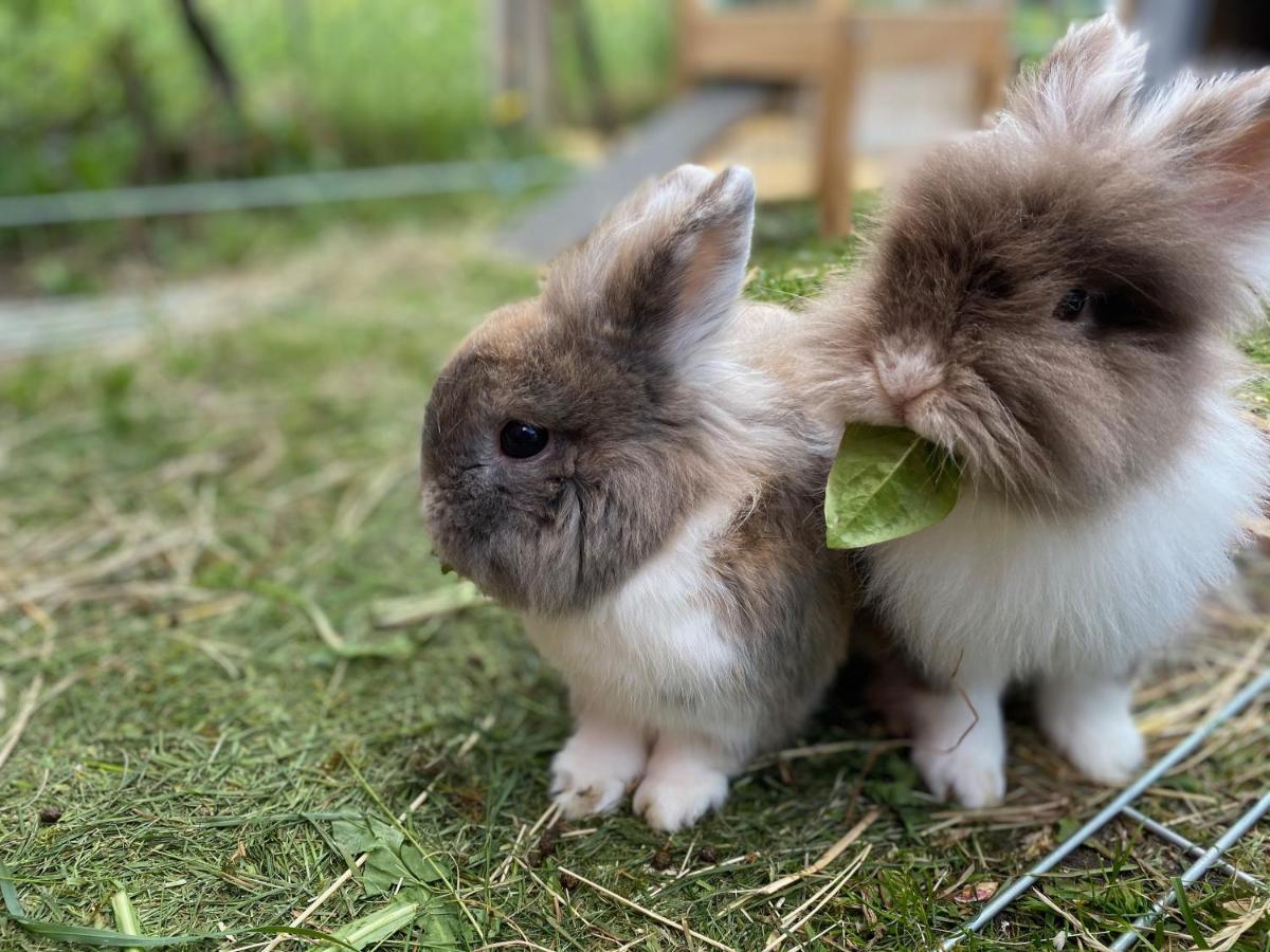 Ferienwohnung Alma Pflach Exteriör bild